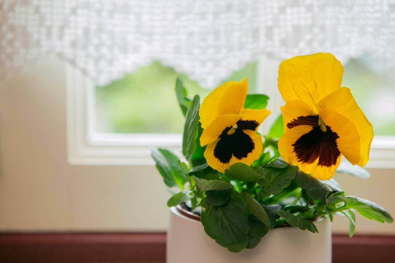 Pensjonat Casa Da Obrinha Bouro Zewnętrze zdjęcie